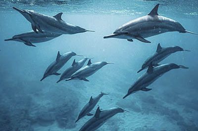 Дельфины-Маврикий