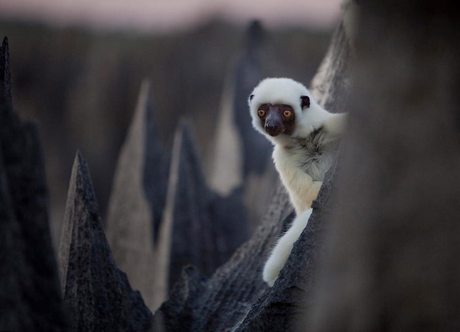 Decken's Sifaka lemur (propithecus verreauxi deckeni) in the Grand tsingy. The Deckens range is restricted to Western Madagascar between the Manambolo and Mahavavy rivers.