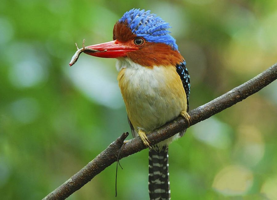 1c_Danum_valley_field_centre_beautiful_male_banded_kingfisher_amazing_borneo_tours
