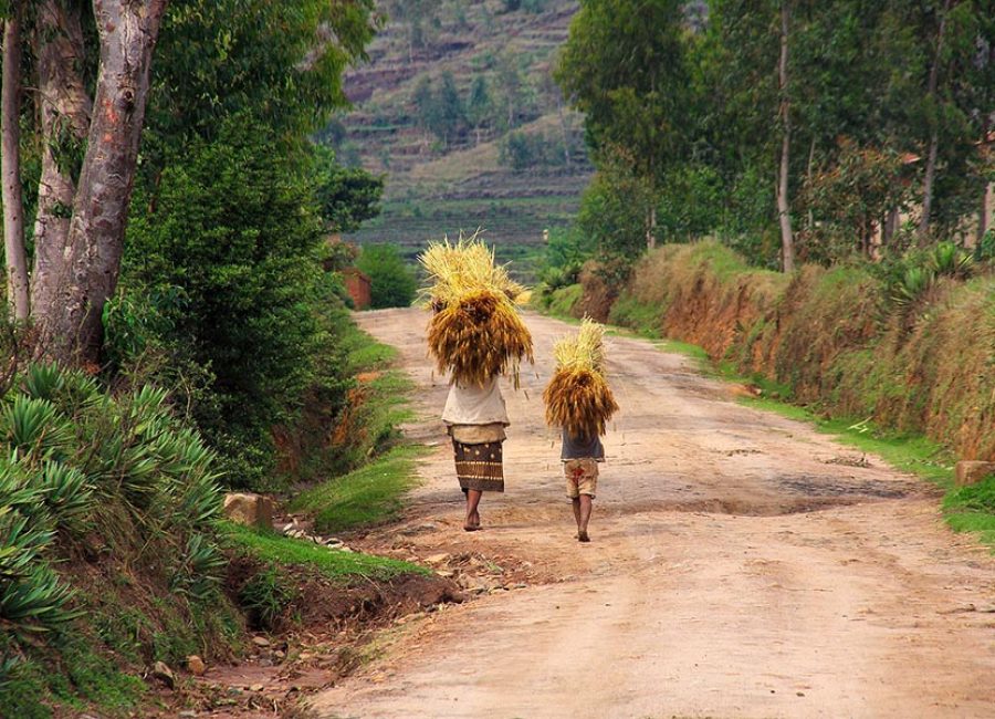 Malagsy people carrying loads of straw on their heads