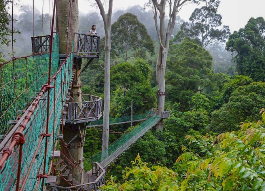 Canopy-Walkway-images-10-960x560