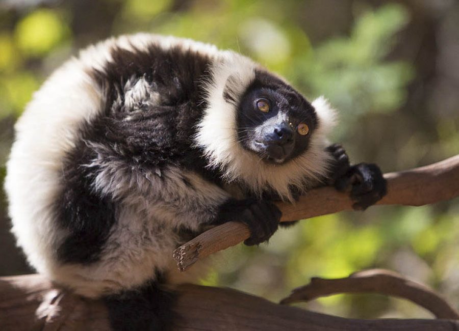 Lemur park