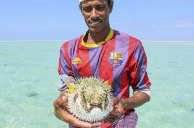 Spiny-fish--Socotra