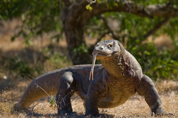 Komodo dragon is on the ground. Indonesia. Komodo National Park. An excellent illustration. (iStock)