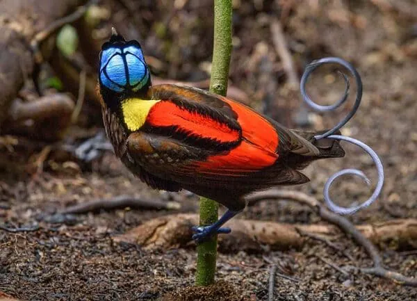 Королевская райская птица Раджа Ампат