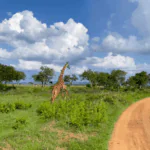 тур в Танзанию с гидом «Expeditions Geo»